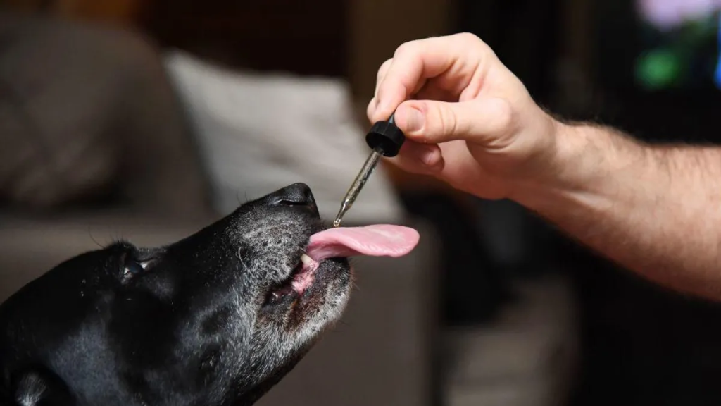 CBD and Pet Nutrition: Enhancing Your Furry Friend’s Well-being